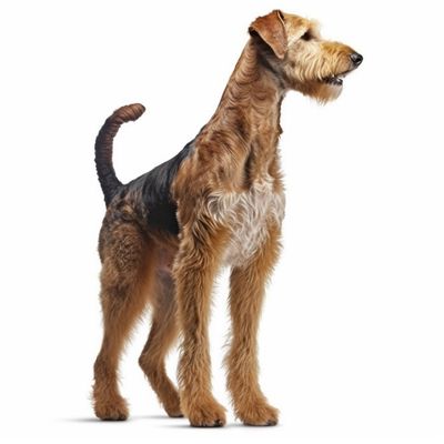 Full body image of a Airedale Terrier