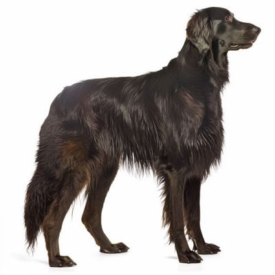 Full body image of a Flat-Coated Retriever