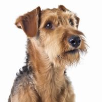 Profile image of a Airedale Terrier