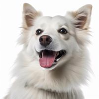 Profile image of a American Eskimo Dog