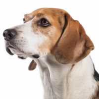 Profile image of a Beagle