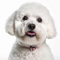 Profile image of a Bichon Frise