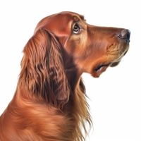 Profile image of a Irish Setter