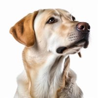 Profile image of a Labrador Retriever