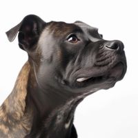 Profile image of a Staffordshire Bull Terrier